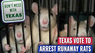 WATCH THE ENTIRE TEXAS STATE HOUSE VOTE TO ARREST THE RUNAWAY RATS AND CHEER