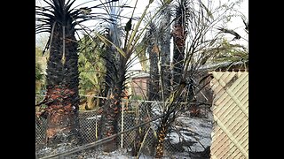 Palm tree fire in Las Vegas spreads to apartment building