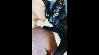 Smart black cat asks for a kiss