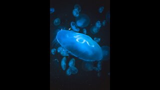 amazing animals animals jellyfish