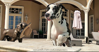 Great Dane Would Rather Be A Watch Dog Than A Water Dog