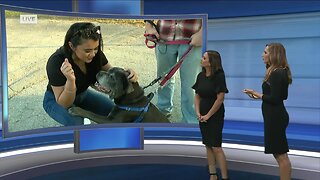 SWFL shelter pets needing help amid COVID-19 outbreak