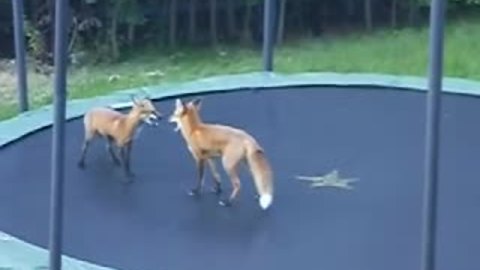 Two Wild Foxes Try Out John Lewis’s Christmas Advertisement And Bounce On A Trampoline