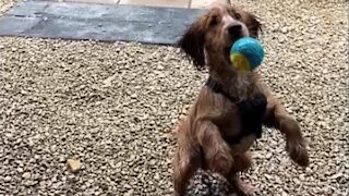 Hilarious Montage Of A Puppy That Can’t Catch