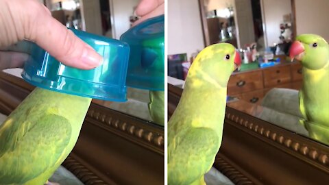 Funny talking parrot loves playing peekaboo in the mirror