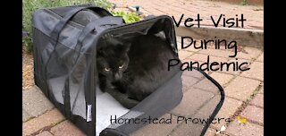 Homestead Cats Go To Vet During Covid 19 Pandemic