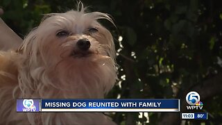 Local dog reunited with owners after being found in Miami