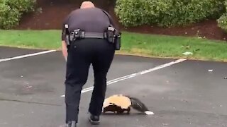 Police officer frees skunk with container stuck on its head