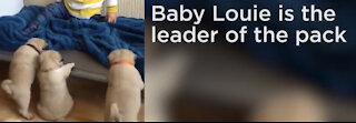 Adorable litter of pugs follows baby around house 2021