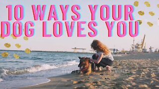 Watch 10 ways your dogs show loves