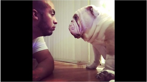 Bulldog refuses to let human lecture him