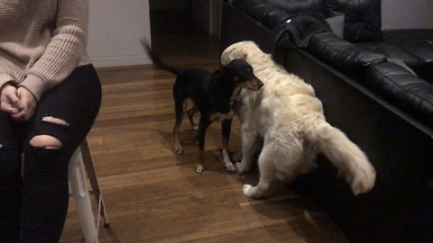 Working dog thinks Golden Retriever is sheep, tries to herd him