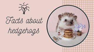 Amazing facts about Hedgehogs