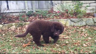 Newfoundland puppy chases leaves on a windy day