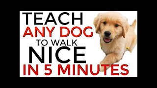 Teach ANY dog to walk nice on the leash | 5 MINUTES