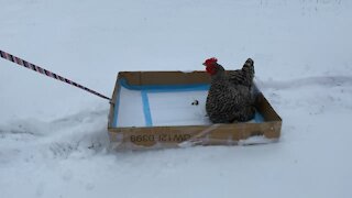 Chicken goes sleigh ride!