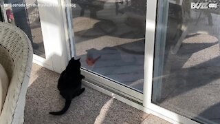 Glass window can't prevent cat and bird having fun together