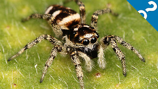 What the Stuff?!: 5 Amazing, Beautiful, Not-That-Terrifying Spiders