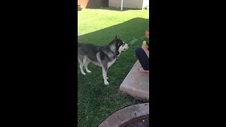 Husky happily enjoys playing with bubbles