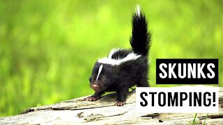 Skunks Baby trying To Spray