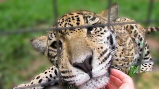 Sweet jaguar cub loves getting attention