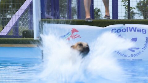 CoolWag Diving Dogs - 2021 Qualifier Splash #5