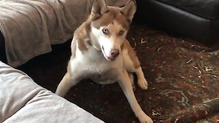 Husky can't contain excitement after package arrives in the mail