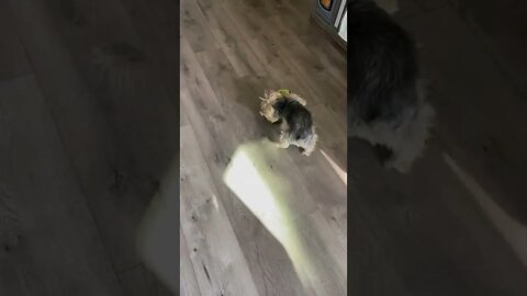 Yorkie is obsessed with ball nearly as big as him