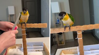 How to teach your bird to wear a harness