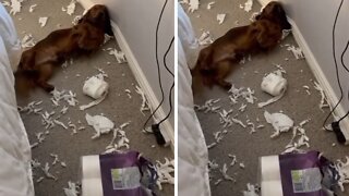 Dachshund puppy makes massive toilet paper mess