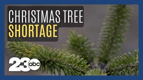 Drought caused by climate change is causing Christmas tree shortages