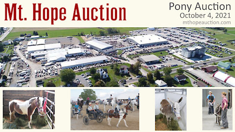 Mt. Hope Ohio Fall Pony Auction 2021