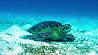 Scuba diver sneaks up on sea turtle peacefully sleeping