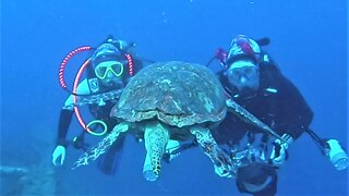 Endangered sea turtle closely inspects divers at his shipwreck