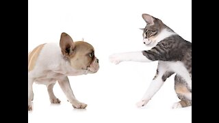 Quarrel between cat and dog