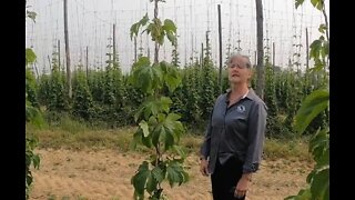 Koester Hops Farm in Eden is the largest of its kind in Western New York