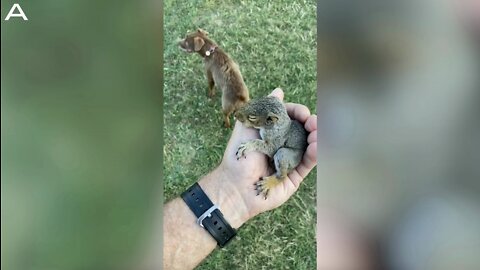 Man Rescues Baby Squirrel After It Fell Out Of It’s Nest