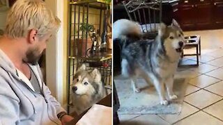 Typical morning discussion between husky and owner