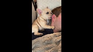 There's nothing cuter than Frenchie puppy kisses