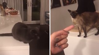 Cat obeys silent orders from owner to attack other cat