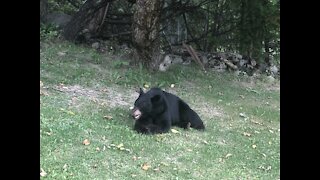 Teaching manners to black bear