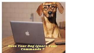 Does Your Dog Ignore Your Commands ?