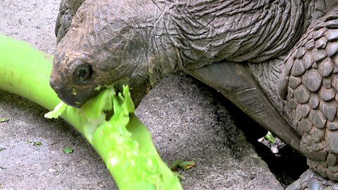 Giant Galapagos Tortoises Feast On Elephant Ear Stalks