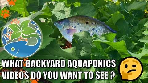 Backyard Aquaponics Video Suggestions? & Chilly Morning Update