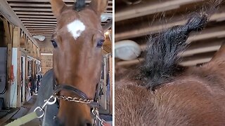 Sticky burrs in horse's hair makes him look like a unicorn
