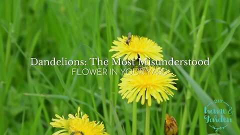 Dandelion: The Most Misunderstood Flower in Your Yard and Garden