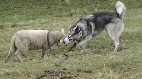 Energetic Lamb Enjoys Outdoor Playtime With Husky Friend
