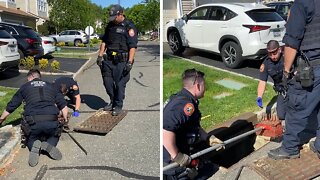 Police rescue goslings from storm drain