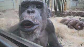 Chimp fogs up window so he can draw on it