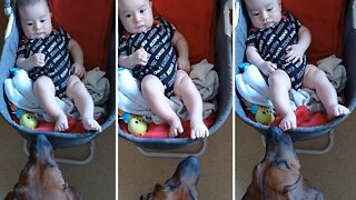 Compassionate puppy preciously comforts teething baby